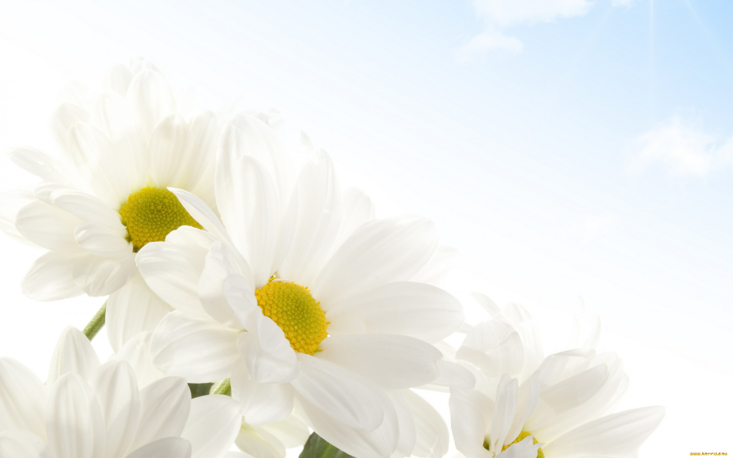 , , tenderness, , beauty, flowers, sky, spring, white, camomile, , , , 